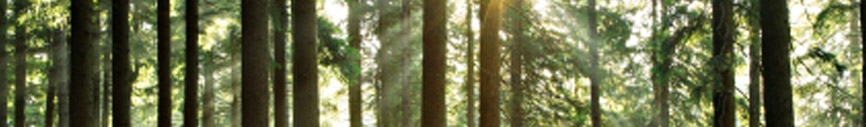 ENVIRONMENTAL LITIGATION AND REGULATORY COMPLIANCE